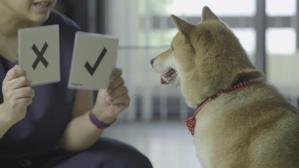 Следующая задача - вычитание: собака умеет складывать числа и отвечать "да" и "нет" (видео)