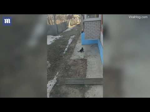 Вологда: владелец котов опускает одеяло из окна, чтобы его питомцы могли попасть в дом (видео)