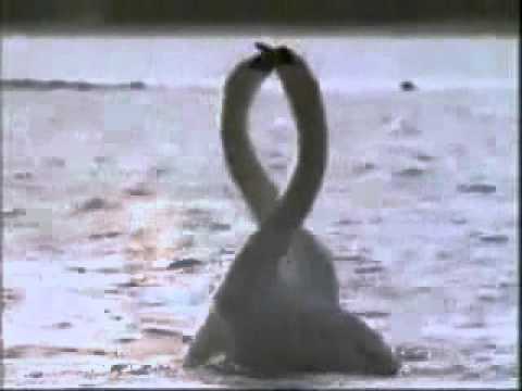 Вот это исполнение: лебеди станцевали вальс на воде (видео)