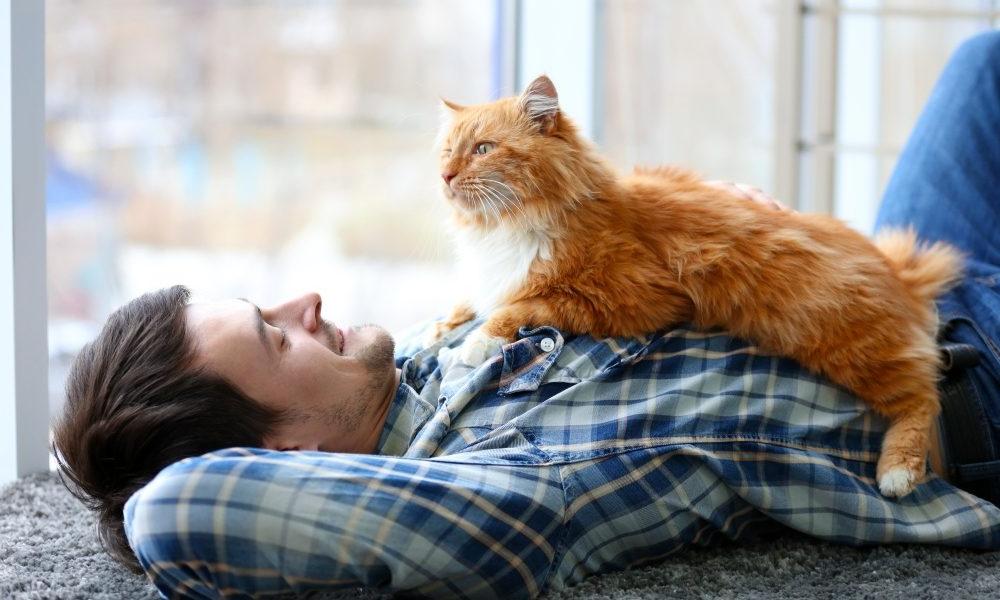 Польза и вред кошек на человека