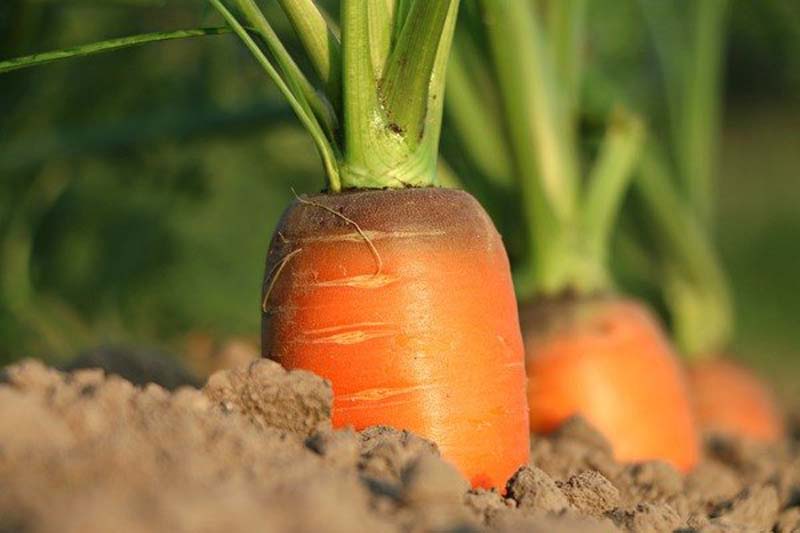 Чем полезно есть морковь каждый день