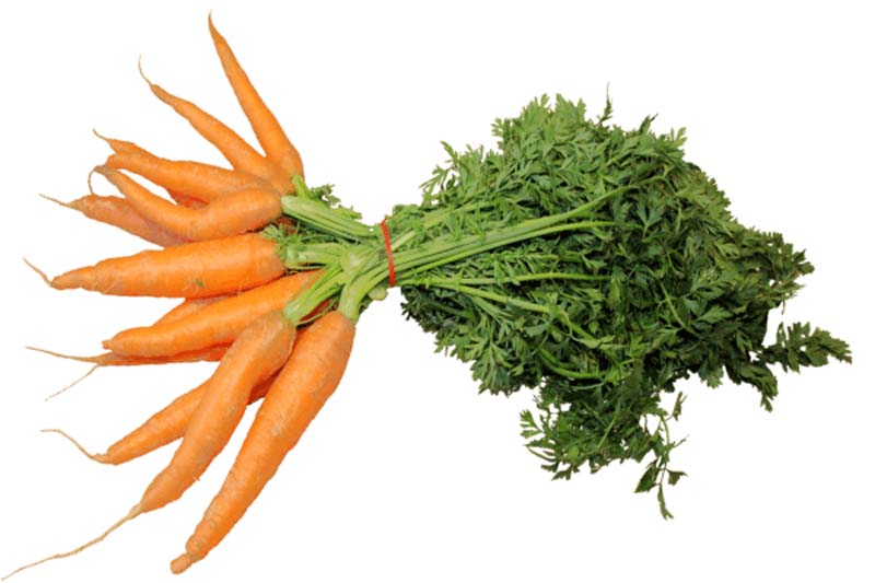 Одна морковка в день польза