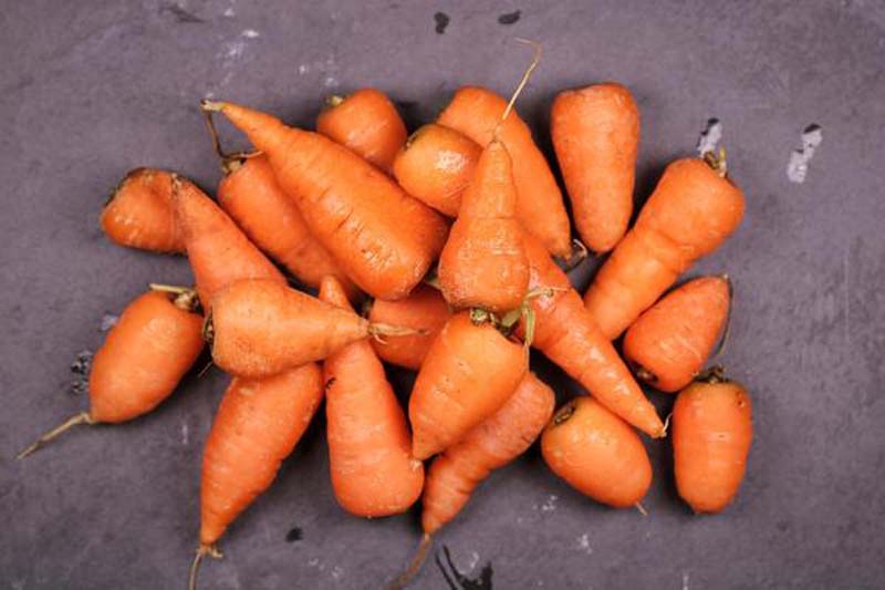 Чем полезно есть морковь каждый день thumbnail