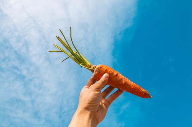 Одна морковка в день польза