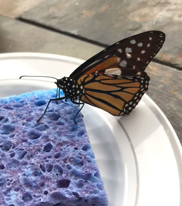 Как вылечить крылья бабочки