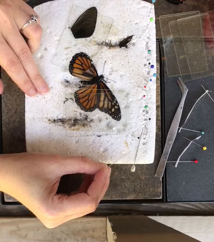 Как вылечить крылья бабочки