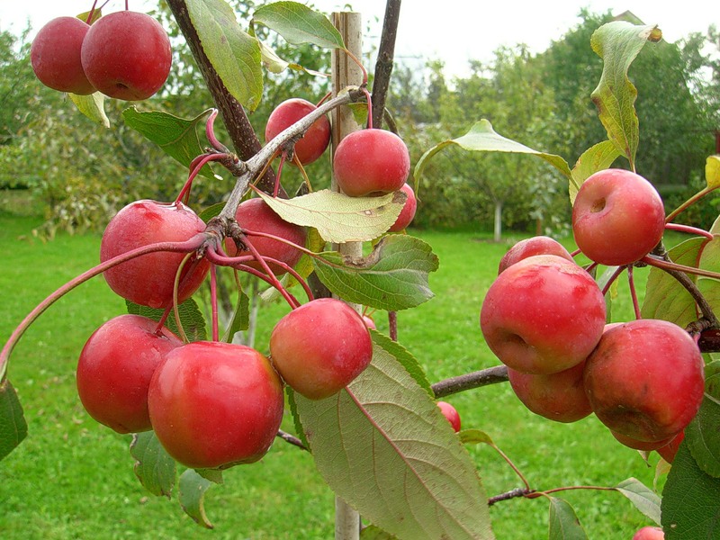 Райские яблоки вред или польза
