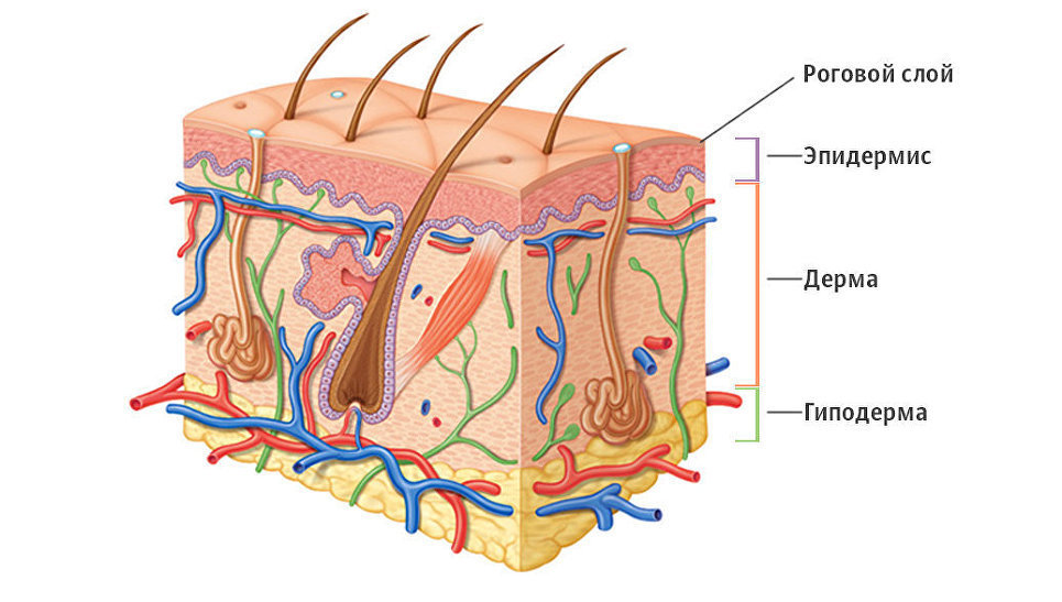 Стволовые клетки для роста волос