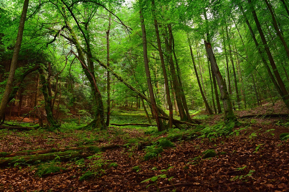 Прогулка по лесу в чем польза для организма человека