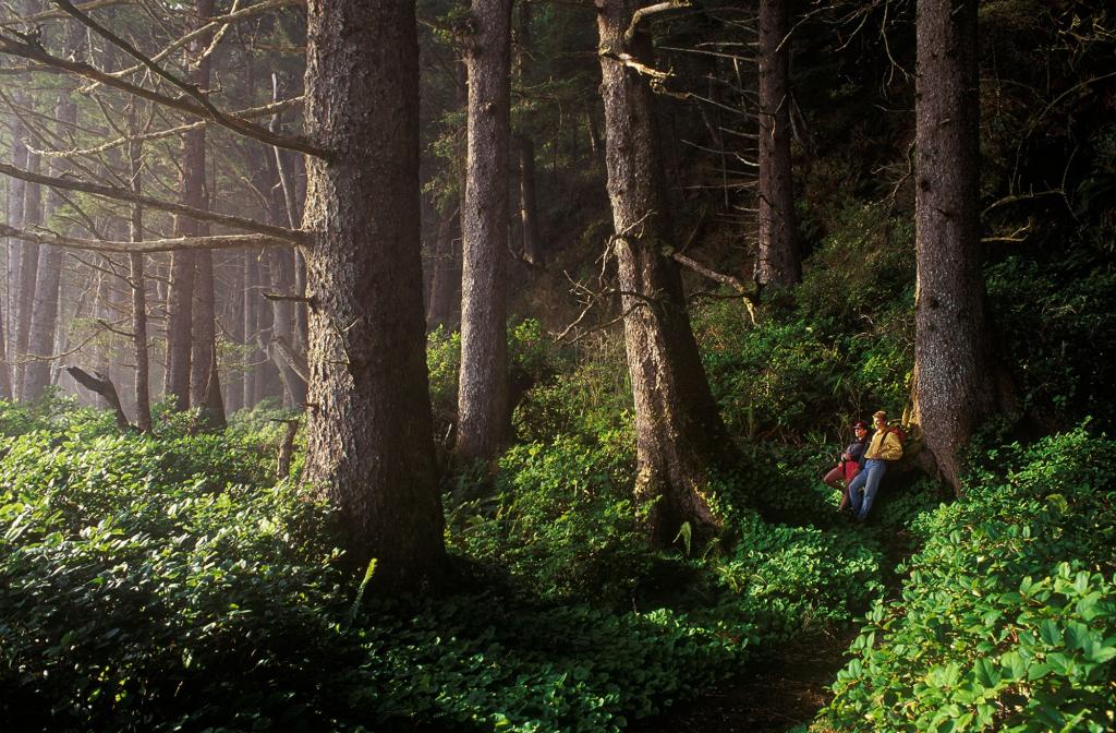 Прогулки в лесу польза для здоровья