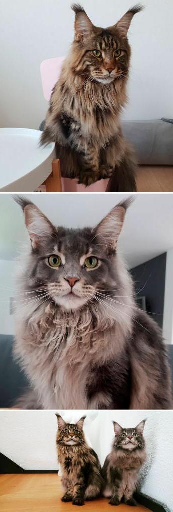 Порода кошек из женщины кошки