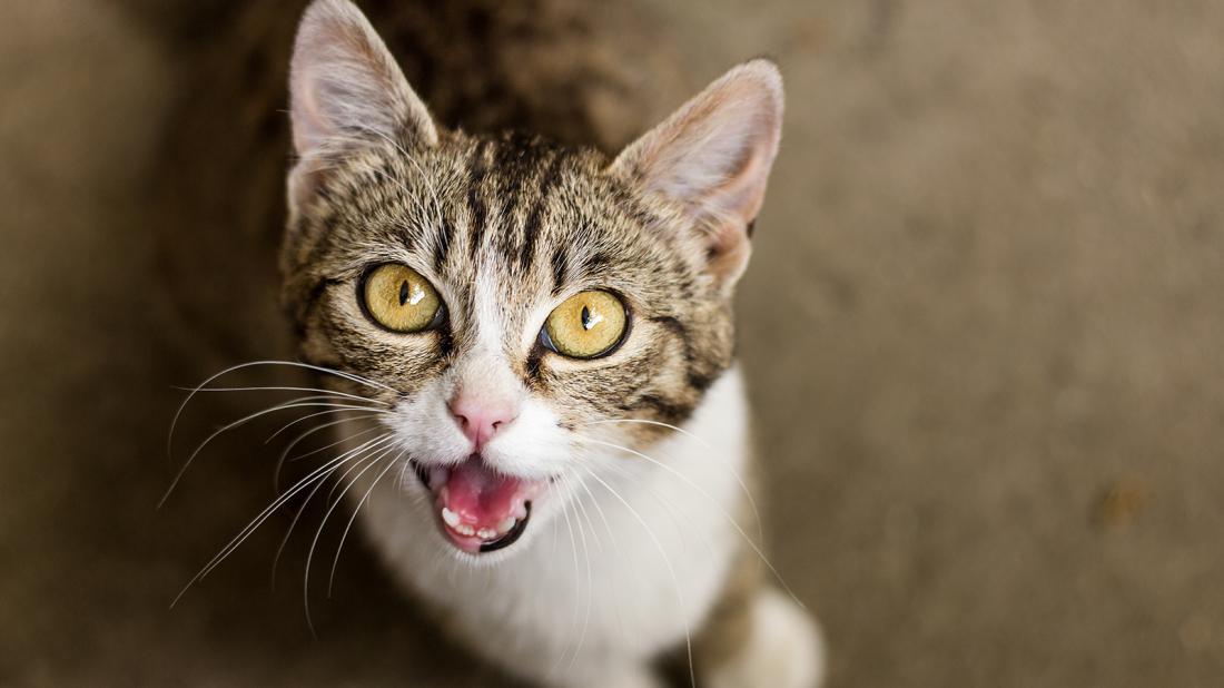 Какой звук издают кошки когда злятся
