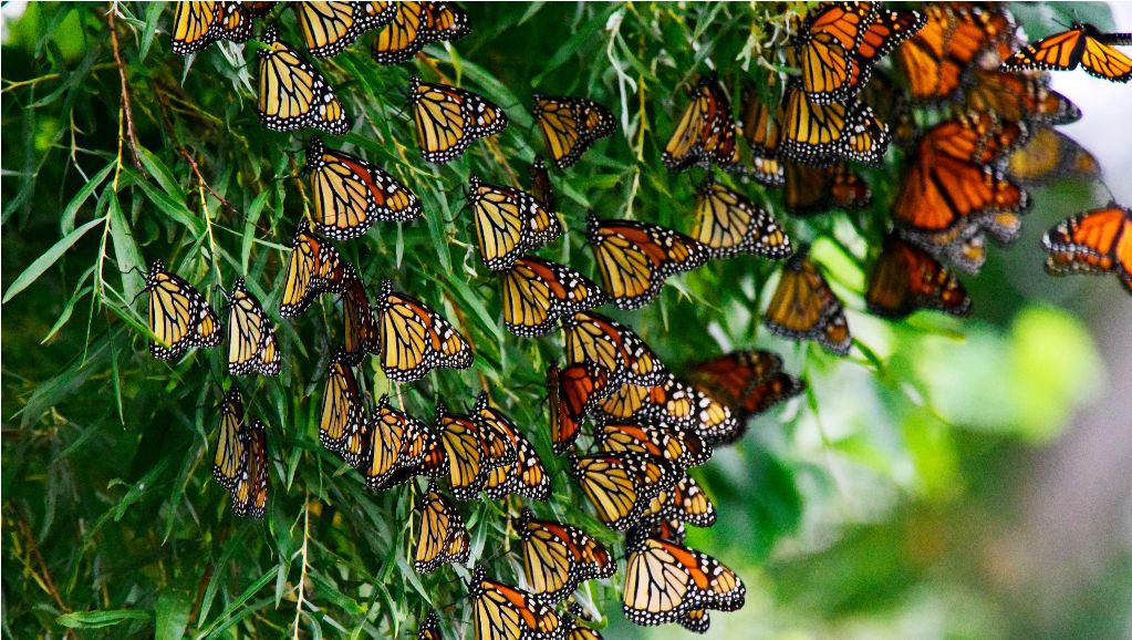 Польза бабочки в жизни человека