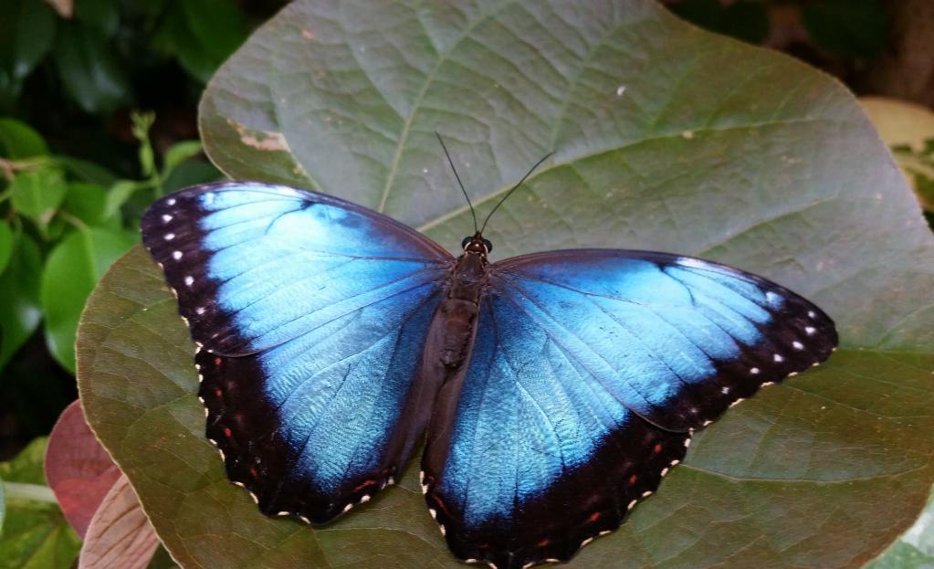 Польза и вред бабочек в природе