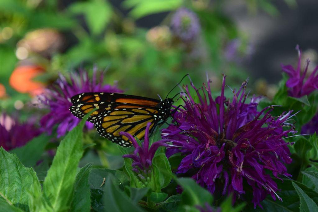 Польза и вред от бабочки в природе