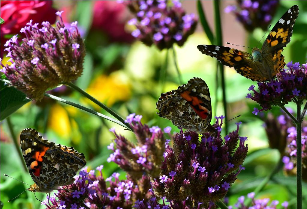 Польза и вред бабочек в природе