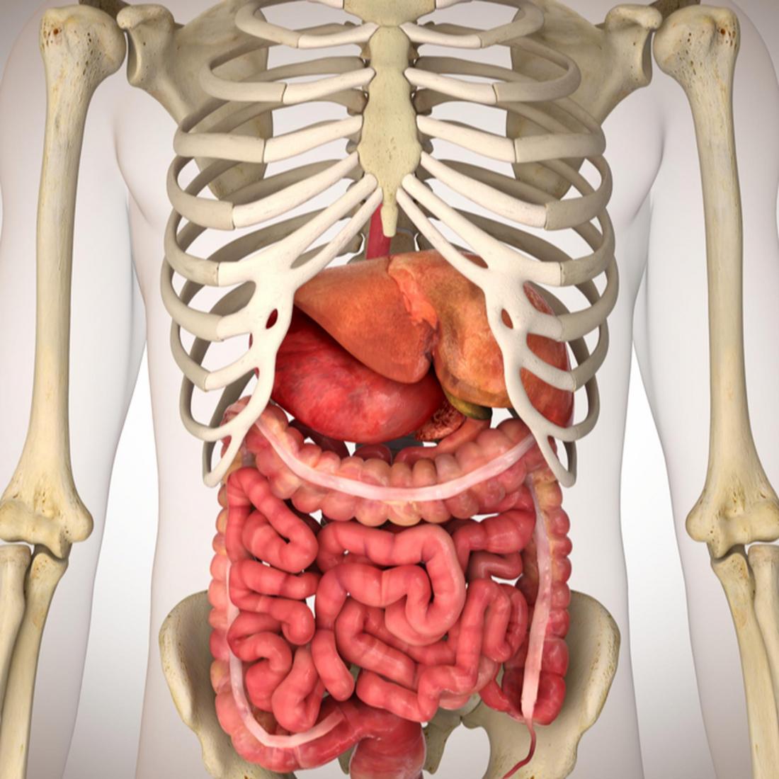 Синдром зеркального расположения органов брюшной полости человека