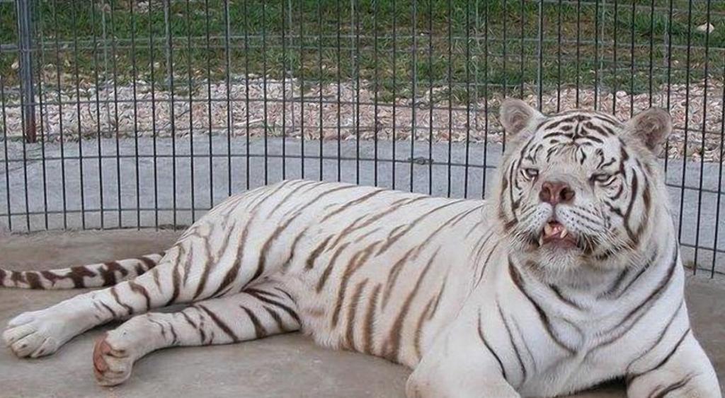 Тигр который болеет синдромом дауна