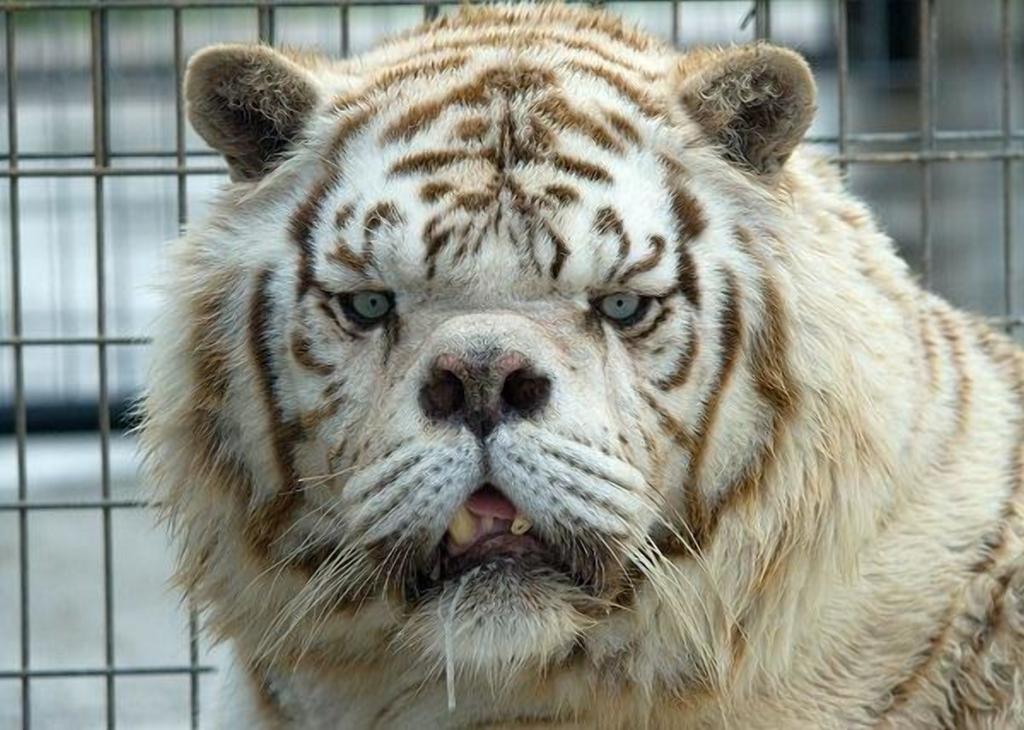 Белый тигр с синдромом дауна