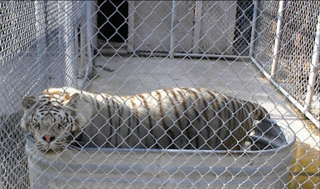 Тигр белый с синдромом дауна