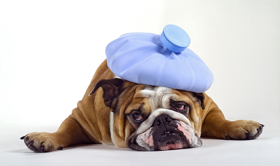 Что делать когда у собаки болит голова