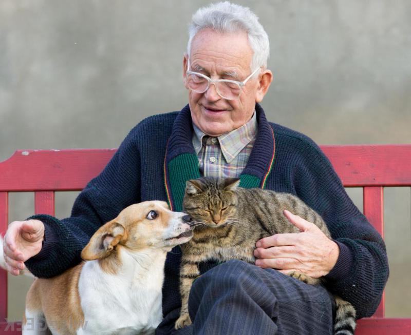 Лучшие породы кошек для пожилых людей