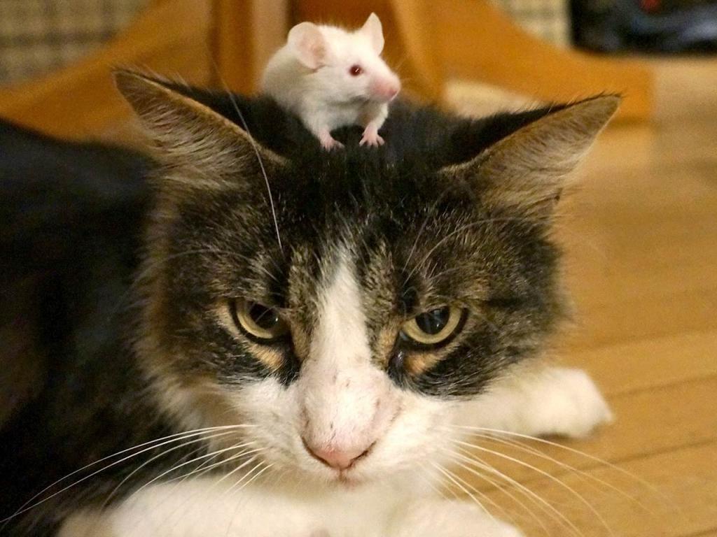 Почему нет корма для кошек со вкусом мышей