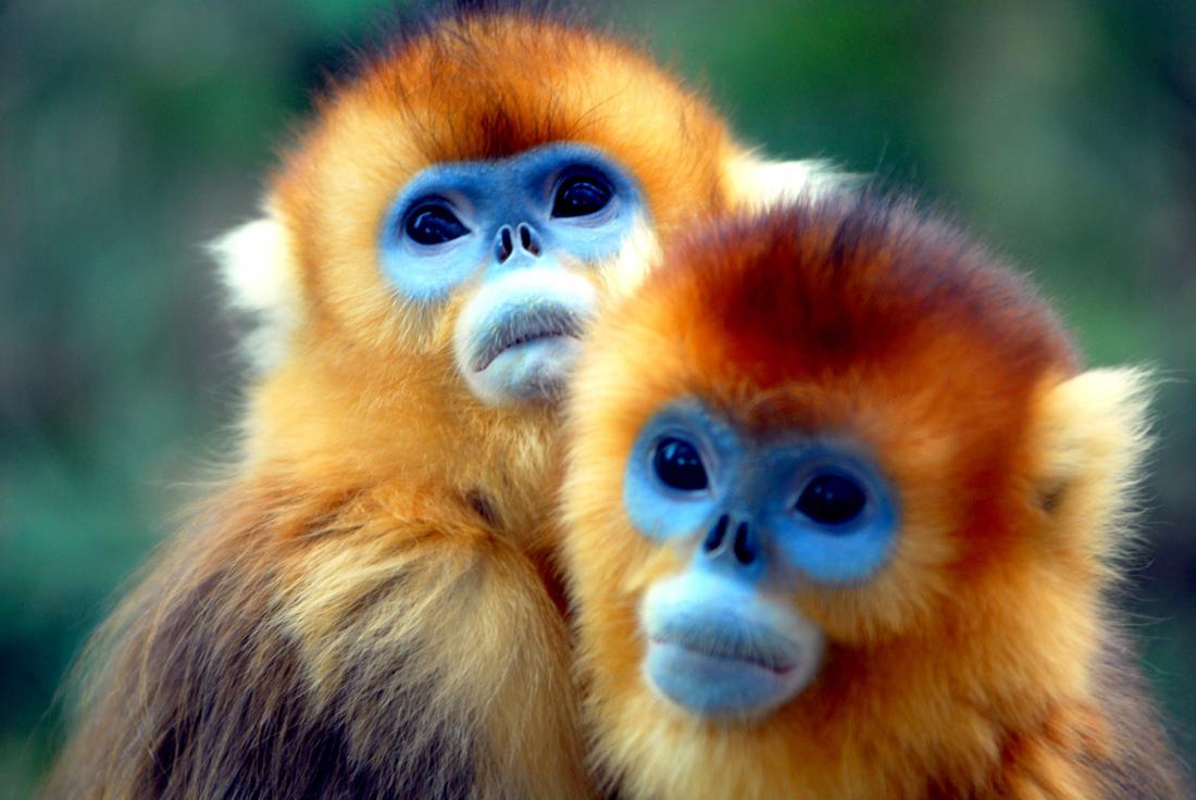 У ребенка в 1 год обезьяны