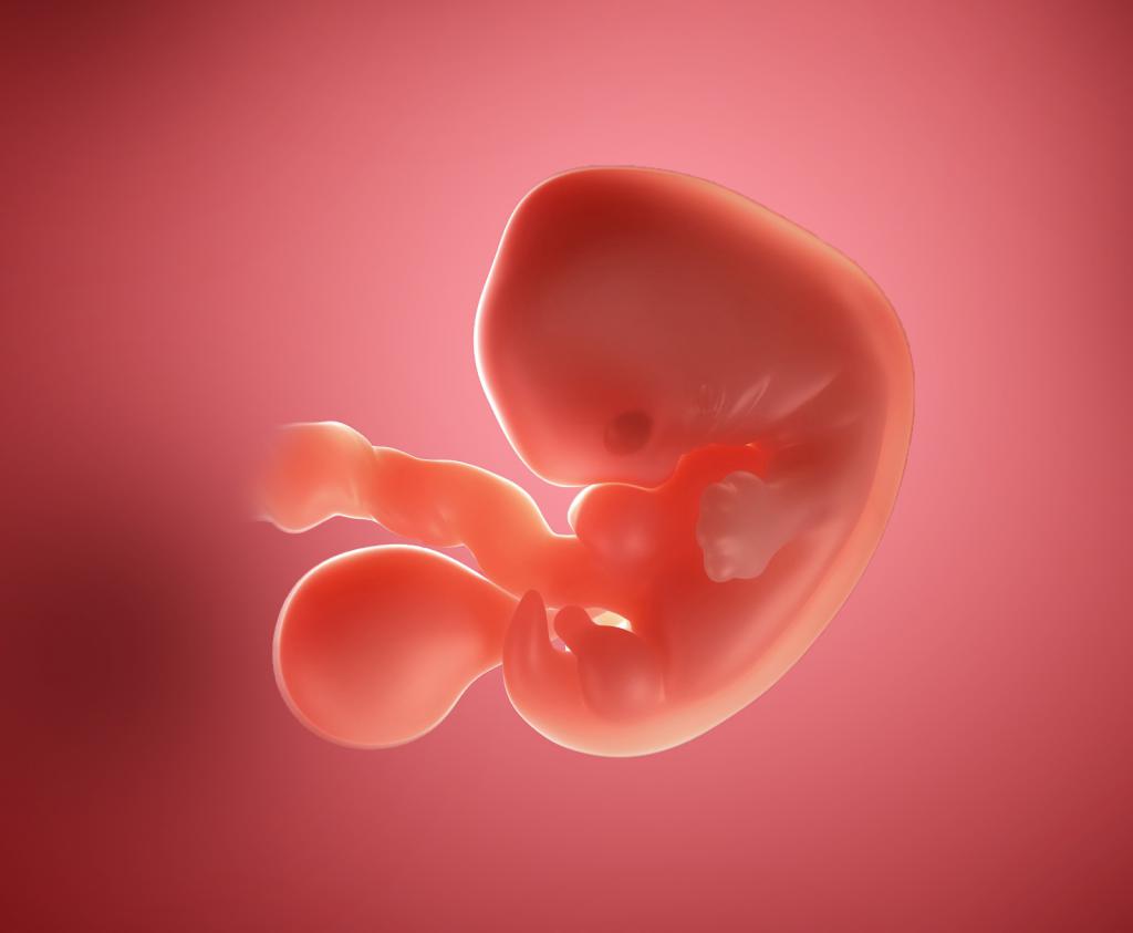 Эмбрион на 23 день цикла
