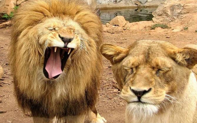 Лев со львицей во сне