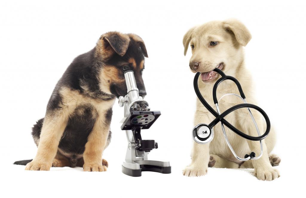 Как берут биохимический анализ крови у собак thumbnail