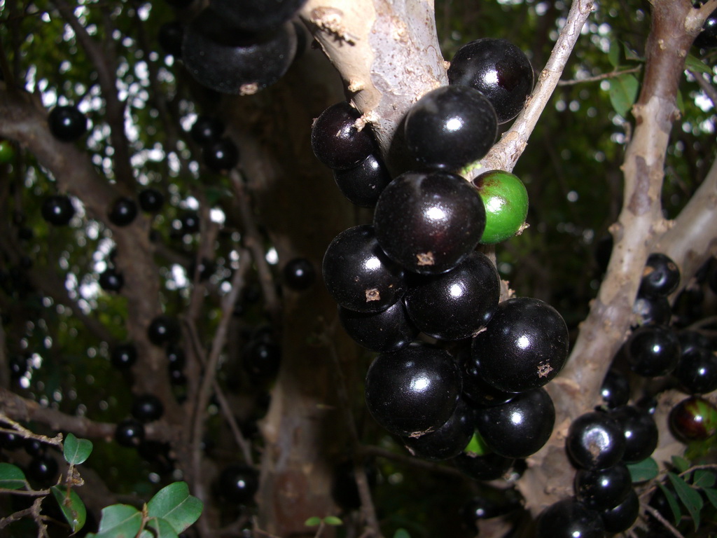 Бразильское виноградное дерево Джаботикаба