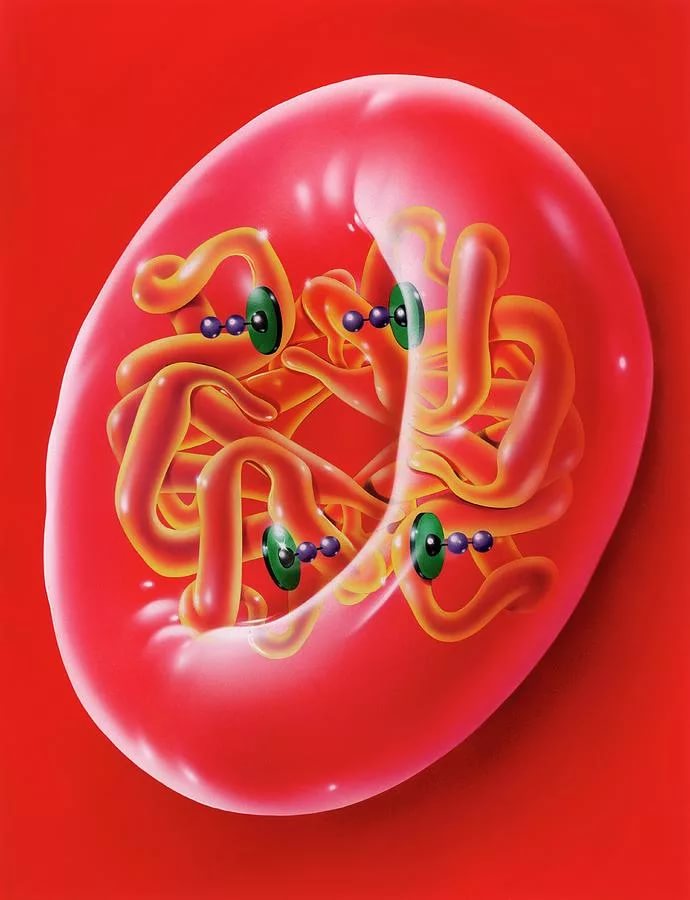 Содержание гемоглобина в эритроцитах повышен при беременности thumbnail