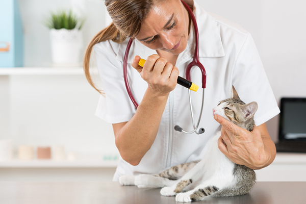 Блефарит кошки лечение в домашних условиях thumbnail