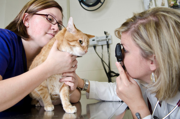 Лечение мутный глаз у кошек thumbnail