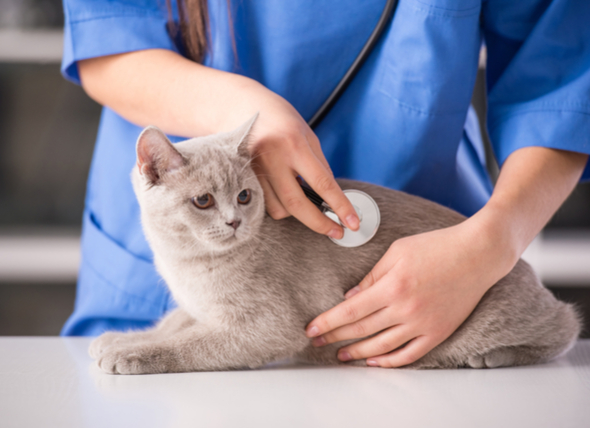 Лечение простатита у кошек thumbnail