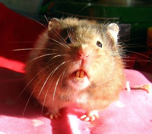 У крысы болят зубы thumbnail