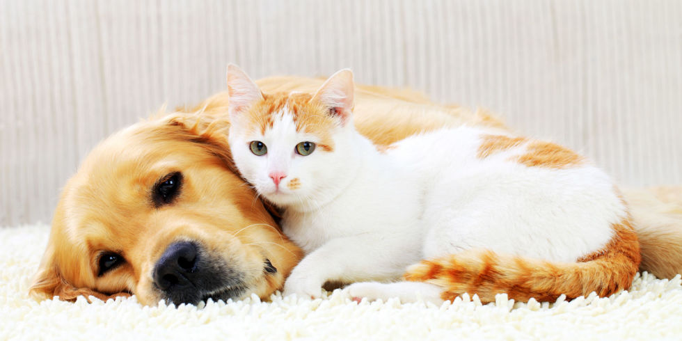 рыжая кошка и собака