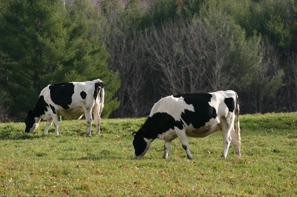 две коровы