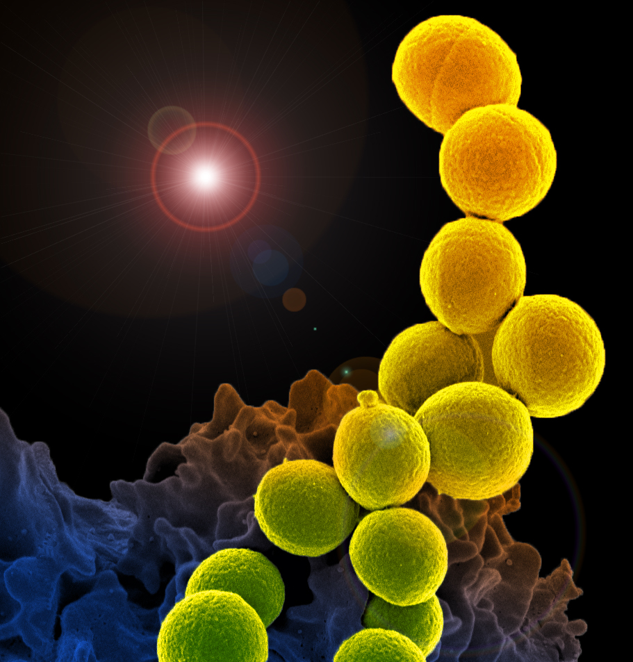 лейкоциты окружают бактериальную клетку