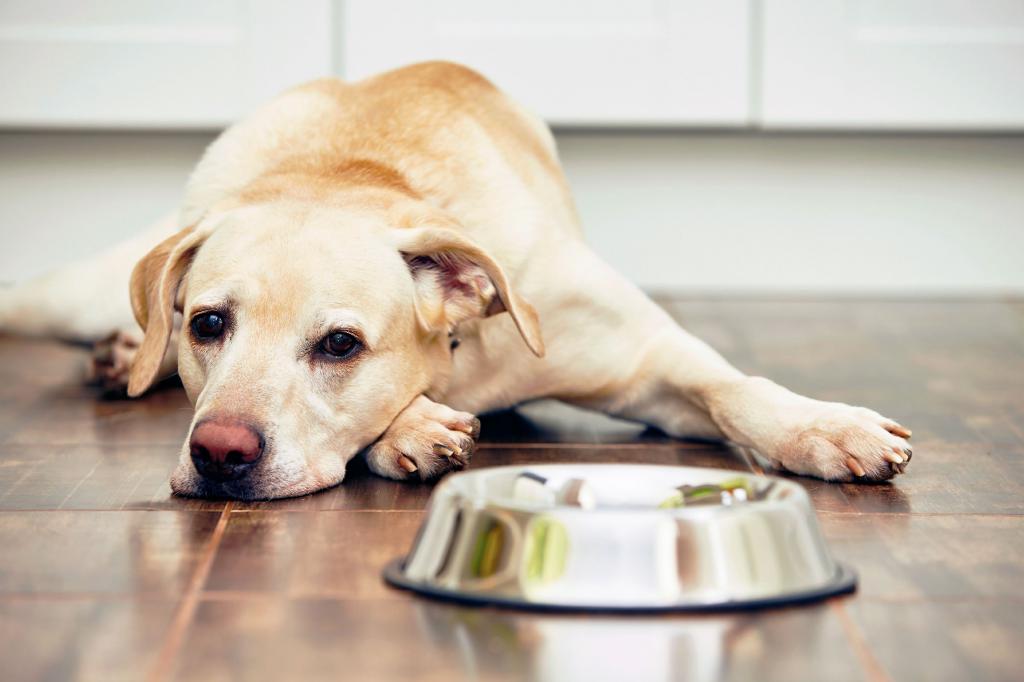 Как кормить собаку при диабете