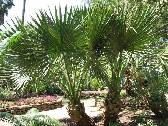 Лечебные свойства пальмы