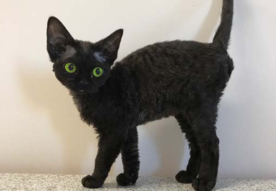 Кошка порода черная зеленые глаза thumbnail