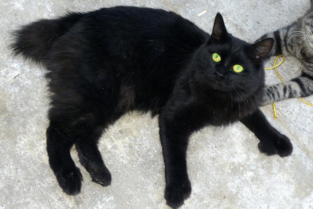 Черная зеленоглазая кошка порода thumbnail