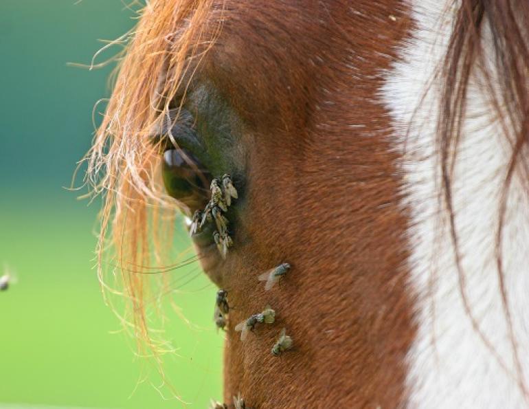 Инфекционная анемия лошадей пути заражения thumbnail