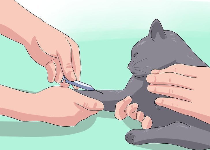 Сколько кошка может прожить с почечной недостаточностью thumbnail
