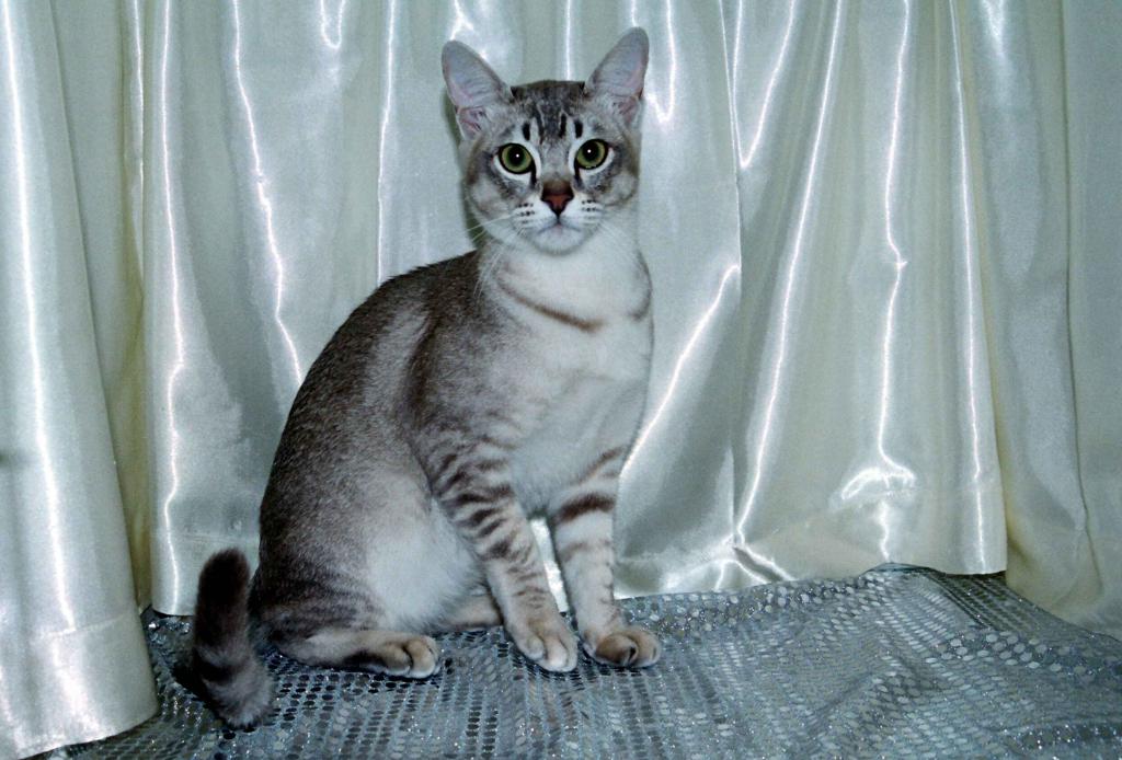 Английский тотенхаус кошка порода thumbnail