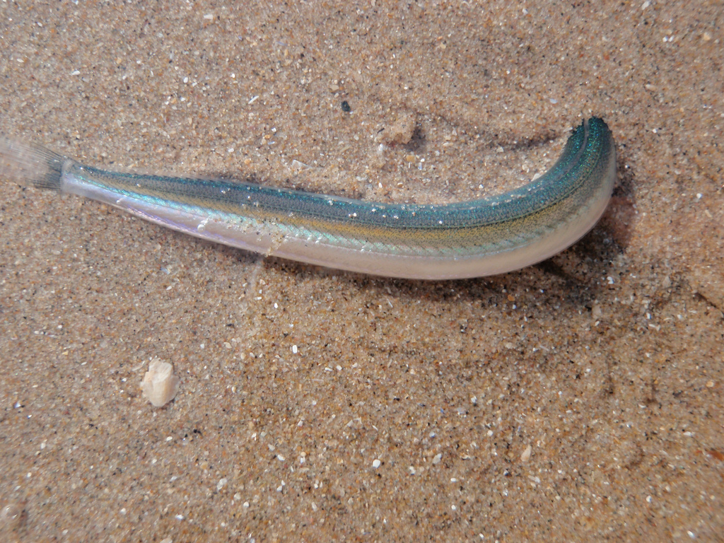 Рыба песчанка морская полезные свойства и противопоказания thumbnail