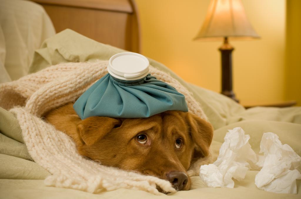 Может ли собака заразиться от человека простудой: болезни животных, причины и лечение thumbnail