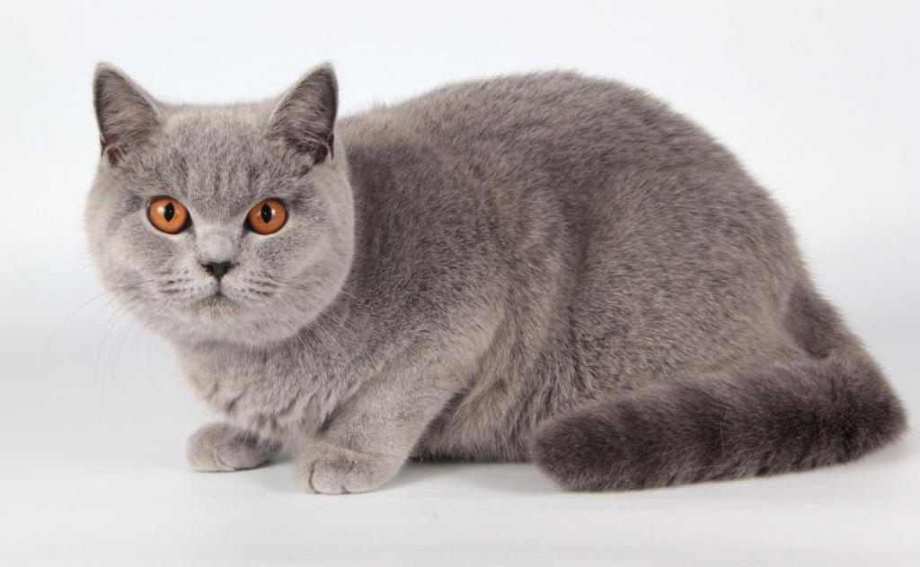 Английские породы кошек с фотографиями и названиями пород thumbnail